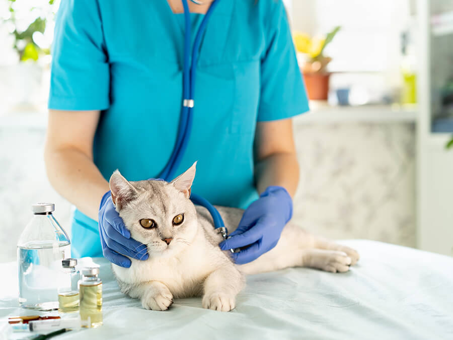 Consulta y asesoramiento veterinario para perros y gatos