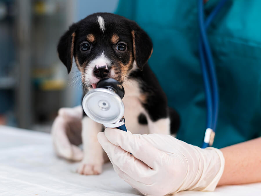 Vacunaciones para perros y gatos